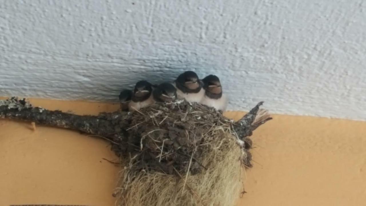 Hotel Pashuta Voskopojë Zewnętrze zdjęcie